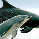 1600x900_bottlenose-dolphins