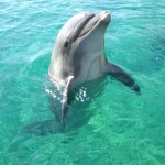 748619-bottlenose-dolphin-1