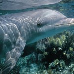 Dolphins-2