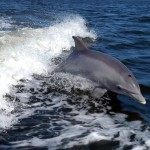 bottlenose_dolphin_wallpaper-1280x960