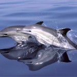 dauphins-mer-giovanni-bearzi-uicn-845909