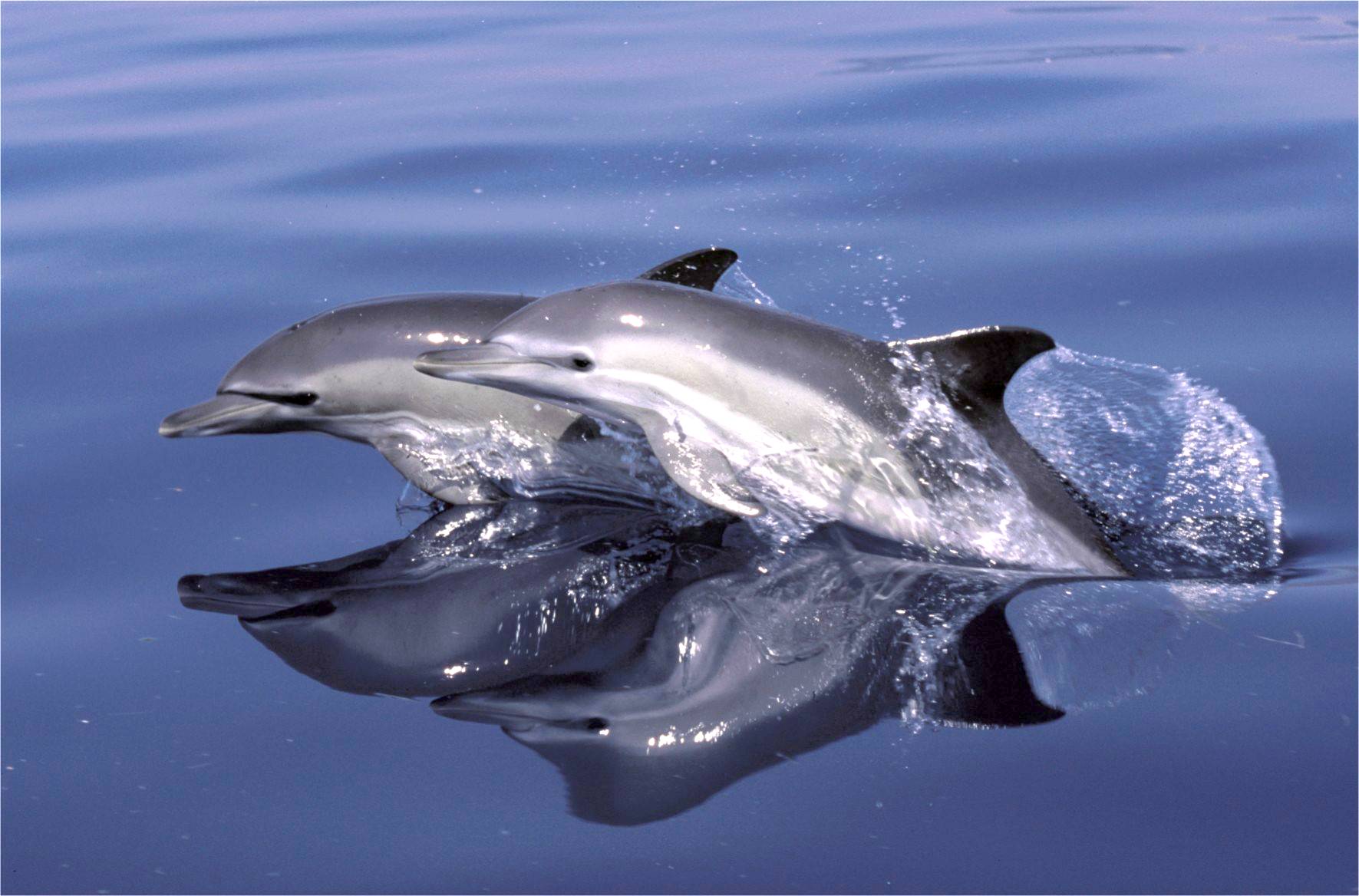 Нильский Дельфин