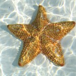 звезды-Морские-картинки кошки-собаки-смешные животные-котэ_9749449092