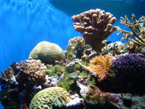 1250793616_u4_coral