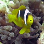 1266872898_dive-md-clowns-8