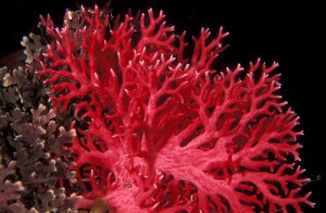 1396506834_coral-2