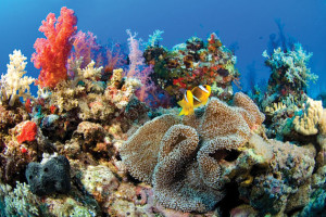 Diving-21
