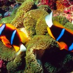 clown-fish