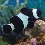 ocellaris-clownfish-black-ocellaris-clownfish-dereks-reef-shop-high-quality-pc